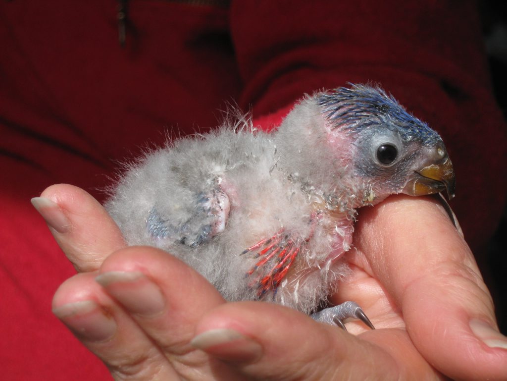 There is a shortage of trained people on the Fraser Coast who can care for birds such as lorikeets. There is a shortage of trained people on the Fraser Coast who can care for birds such as lorikeets.